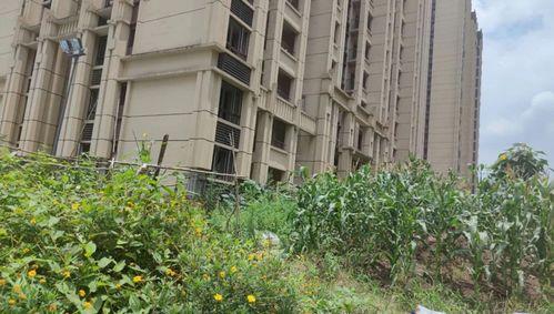 金阳农场烂尾爆料最新消息,揭秘真相与后续影响